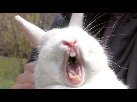 Animals Making Funny Sounds and noises – Funny animal compilation