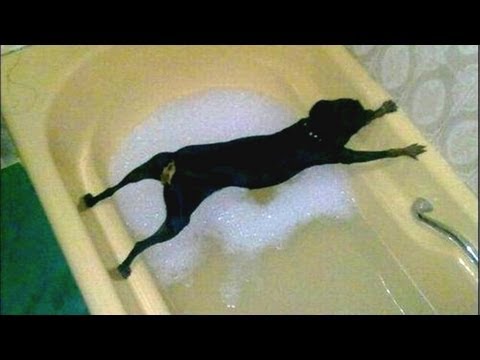 Dogs Don’t Want to Bath – Funny Dog Bathing